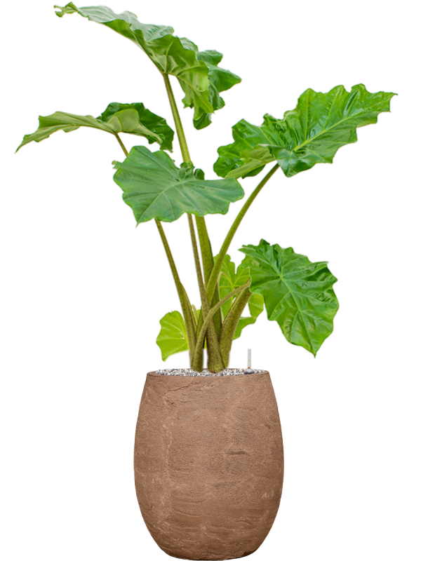 Alocasia 'Portodora' in Baq Algar Soil (Vulkastrat), 40844 - Foto 81776