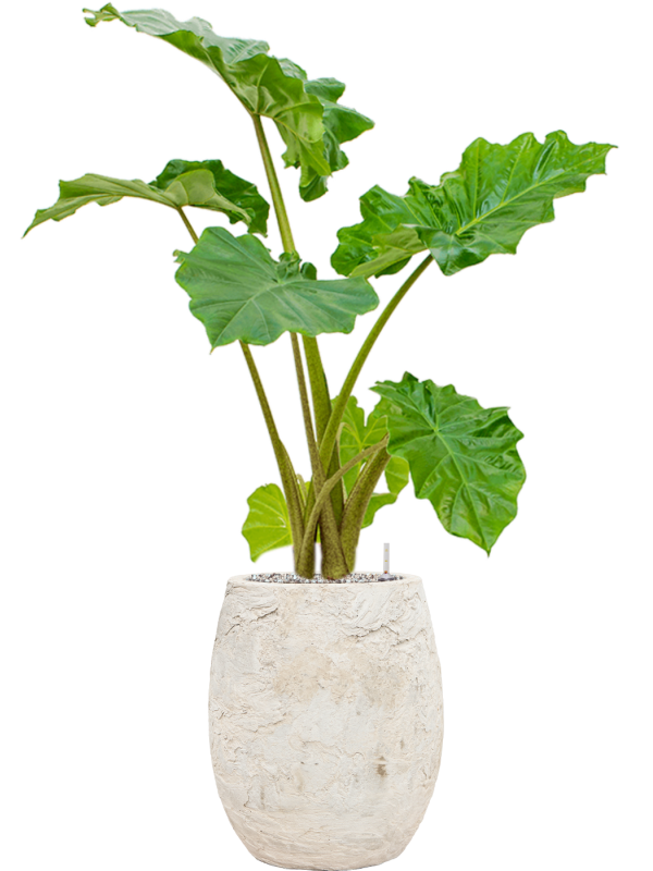 Alocasia 'Portodora' in Baq Algar Soil (Vulkastrat) - Foto 81777