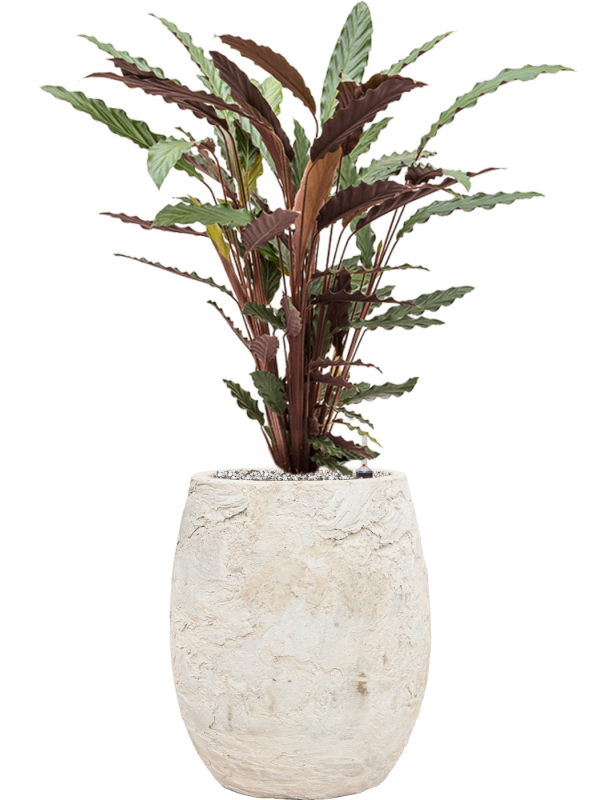 Calathea rufibarba 'Wavestar' in Baq Algar Soil (Vulkastrat) - Foto 81786