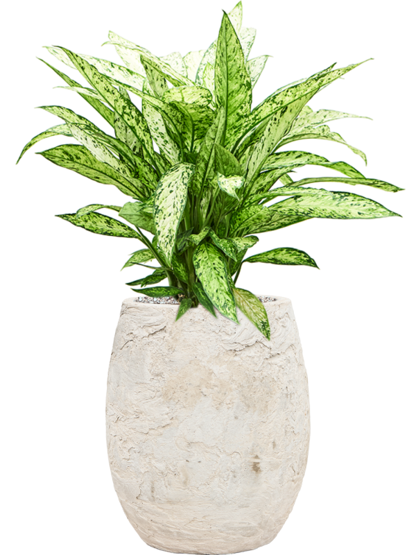 Dieffenbachia 'Vesuvius' in Baq Algar Soil (Vulkastrat) - Foto 81791