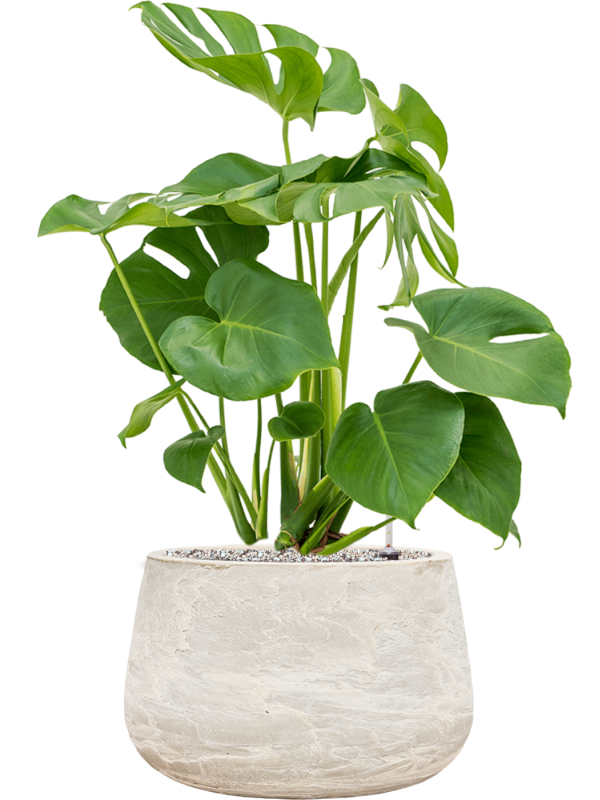 Monstera deliciosa in Baq Algar Soil (Vulkastrat) - Foto 81799