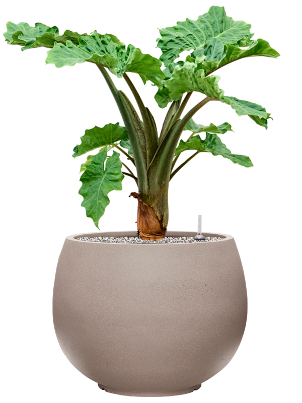 Alocasia 'Low Rider' in Rotunda Urban Soil (Vulkastrat) - Foto 81814