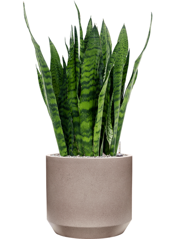 Sansevieria zeylanica in Rotunda Urban Soil (Vulkastrat) - Foto 81843