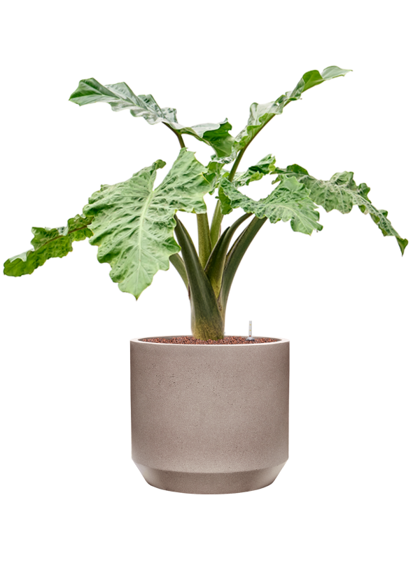 Alocasia 'Low Rider' in Rotunda Urban Hydroculture, 40915 - Foto 81847