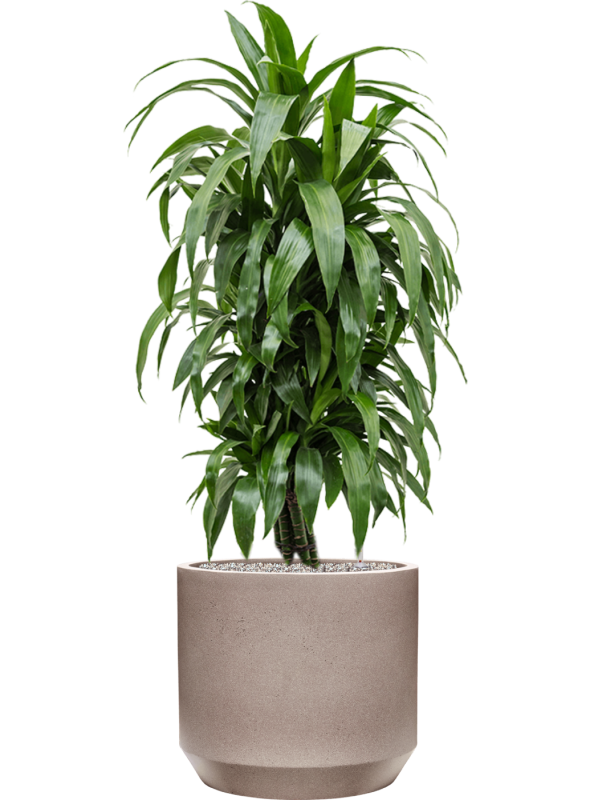 Dracaena fragrans 'Janet Craig' in Rotunda Urban Soil (Vulkastrat) - Foto 81859