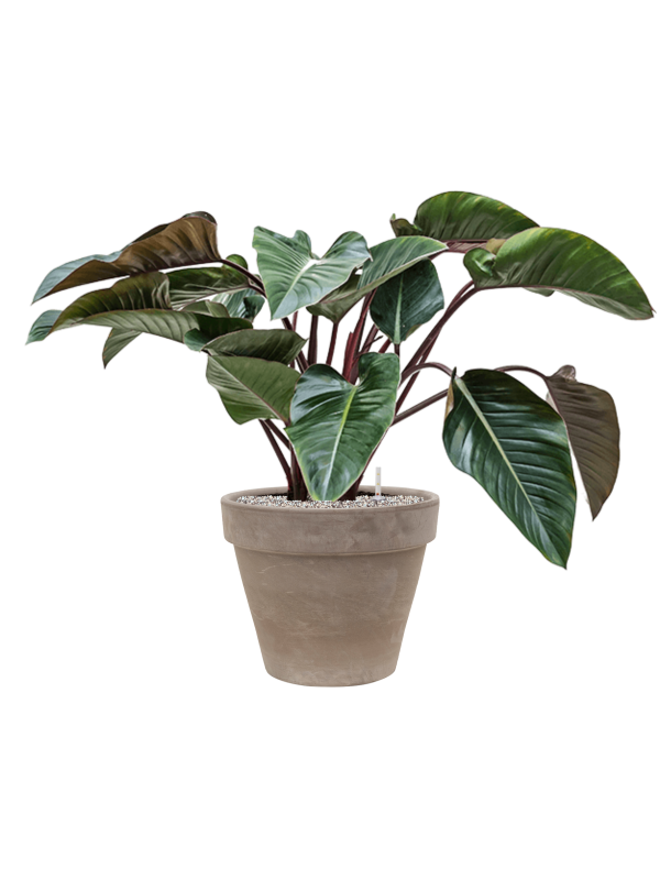 Philodendron 'Red Beauty' in Terra Cotta Soil (Vulkastrat) - Foto 81870