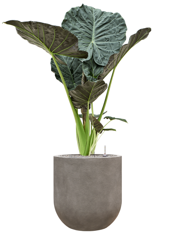 Alocasia 'Regal Shields' in Baq Nucast Soil (Vulkastrat) - Foto 81877