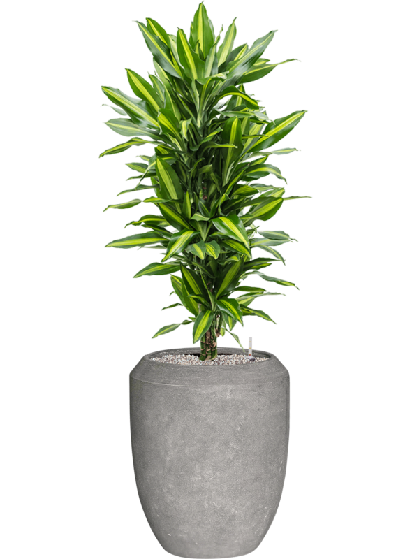 Dracaena fragrans 'Cintho' in Baq Polystone Coated Plain Soil (Vulkastrat) - Foto 81883