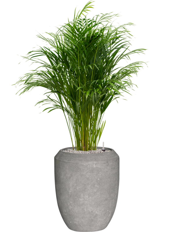 Dypsis (Areca) lutescens in Baq Polystone Coated Plain Soil (Vulkastrat) - Foto 81887