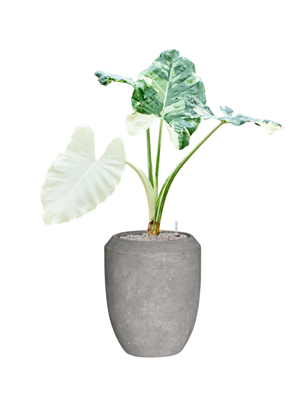 Alocasia macrorrhizos variegata Baq Polystone Coated Plain Soil (Vulkastrat) - Foto 81889