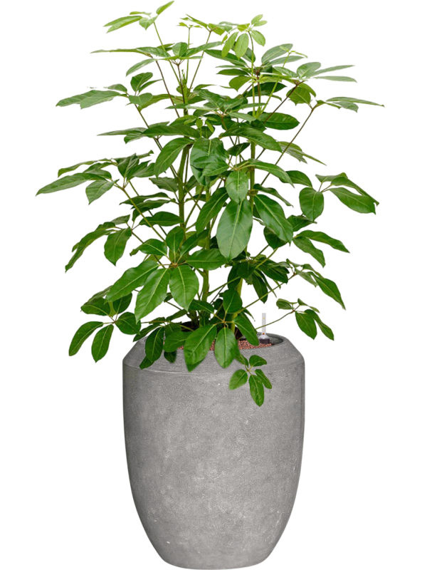 Schefflera actinophylla 'Amate' Baq Polystone Coated Plain Hydroculture - Foto 81892