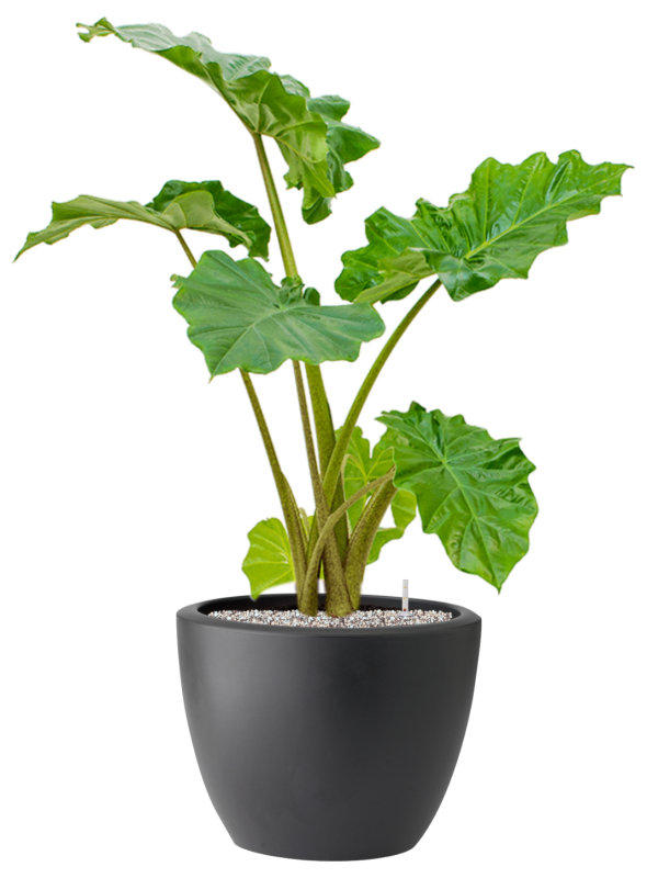 Alocasia 'Portodora' in Pure® Soil (Vulkastrat) - Foto 81894