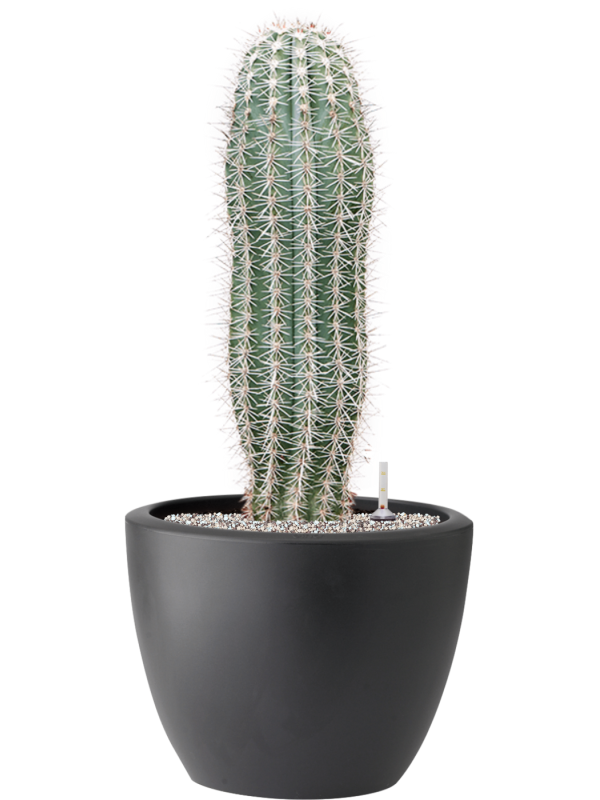 Pachycereus pringlei in Pure® Soil (Vulkastrat) - Foto 81895