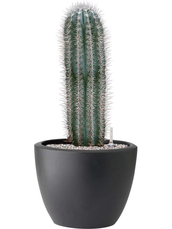 Pachycereus pringlei in Pure® Soil (Vulkastrat) - Foto 81896