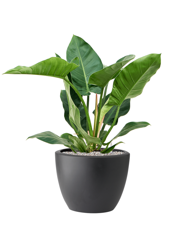 Philodendron 'Imperial Green' in Pure® Soil (Vulkastrat) - Foto 81897