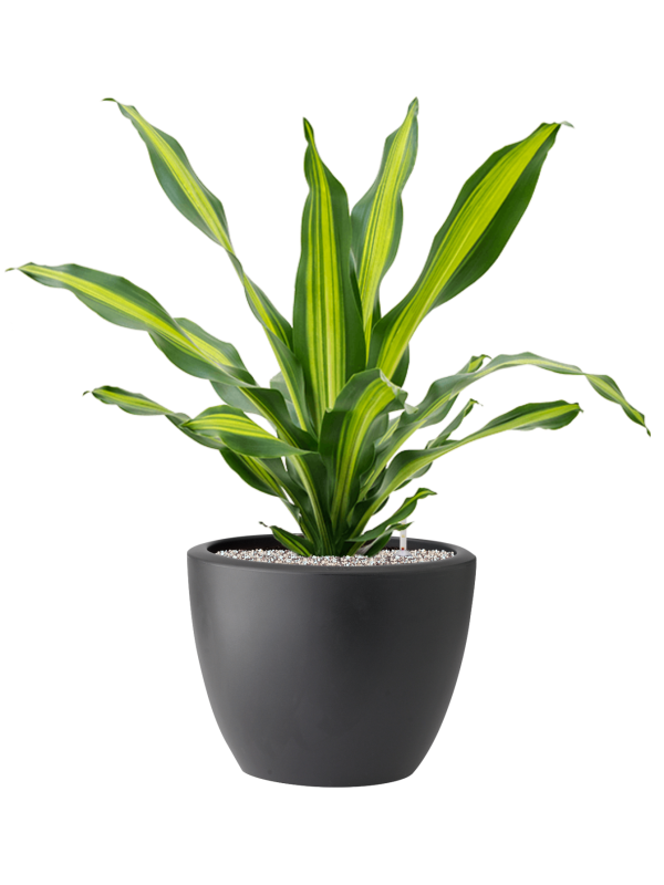 Dracaena fragrans 'Burley' in Pure® Soil (Vulkastrat) - Foto 81898