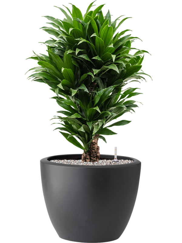 Dracaena fragrans 'Compacta' in Pure® Soil (Vulkastrat) - Foto 81899