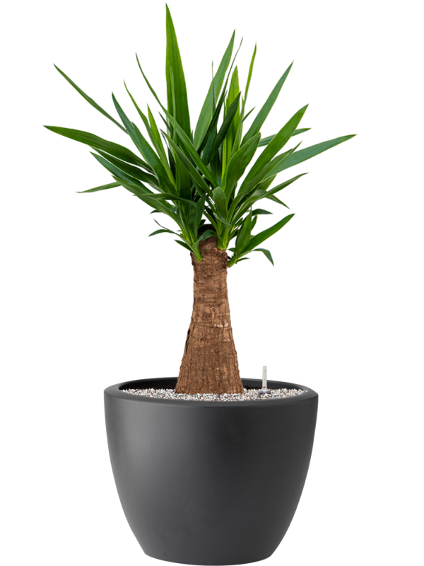 Yucca elephantipes in Pure® Soil (Vulkastrat) - Foto 81900