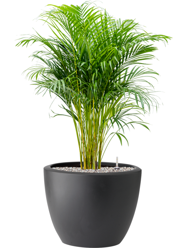 Dypsis (Areca) lutescens in Pure® Soil (Vulkastrat) - Foto 81903