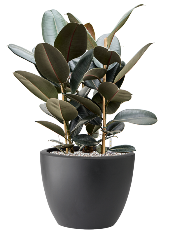 Ficus elastica 'Abidjan' in Pure® Soil (Vulkastrat) - Foto 81904