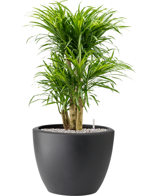 Pleomele (Dracaena) 'Anita Variegata' in Pure® Soil (Vulkastrat) - Foto 81905