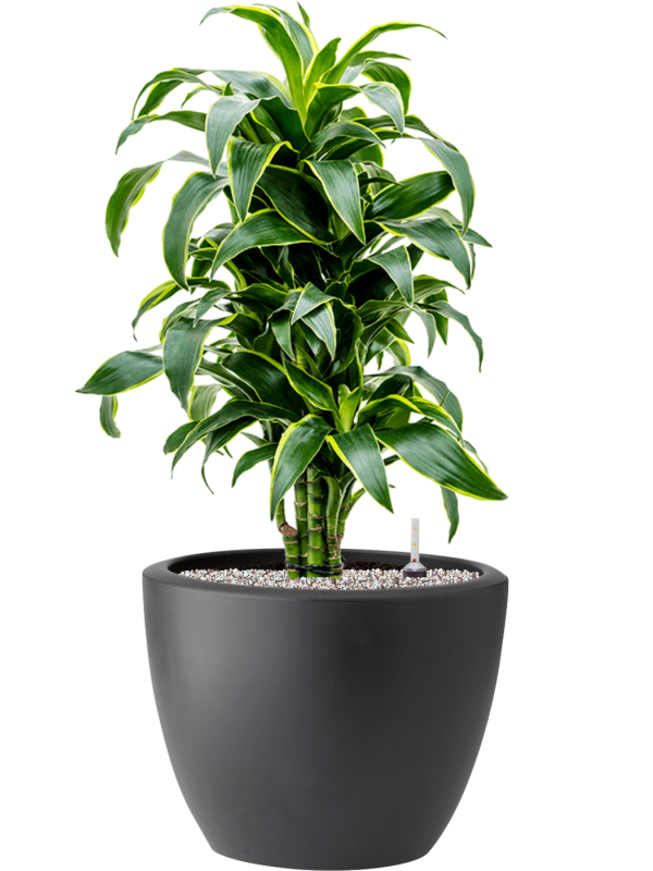 Dracaena fragrans 'Dorado' in Pure® Soil (Vulkastrat) - Foto 81906