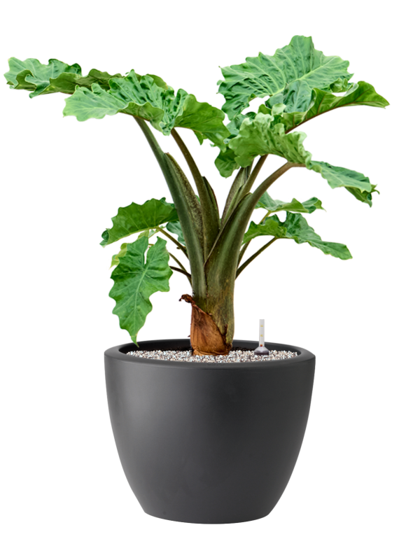 Alocasia 'Low Rider' in Pure® Soil (Vulkastrat) - Foto 81908