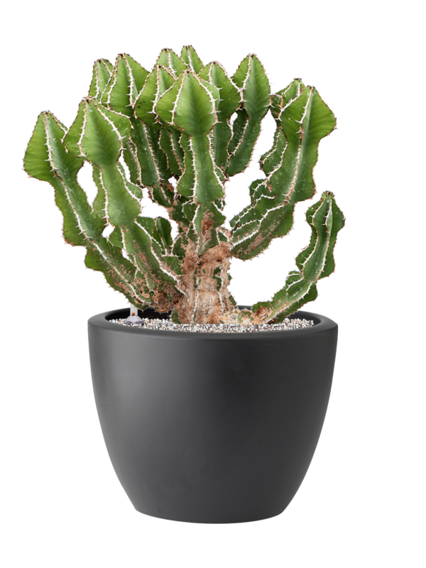 Euphorbia fortissima (65-75) in Pure® Soil (Vulkastrat) - Foto 81911