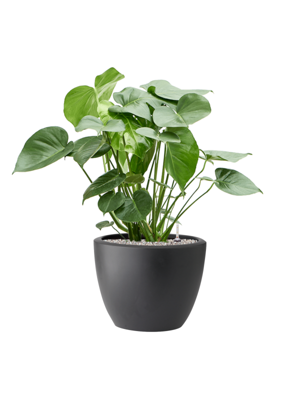 Monstera deliciosa in Pure® Soil (Vulkastrat) - Foto 81912