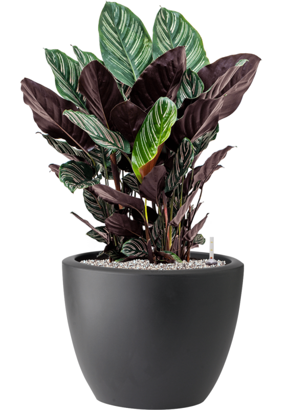 Calathea sanderiana in Pure® Soil (Vulkastrat) - Foto 81913