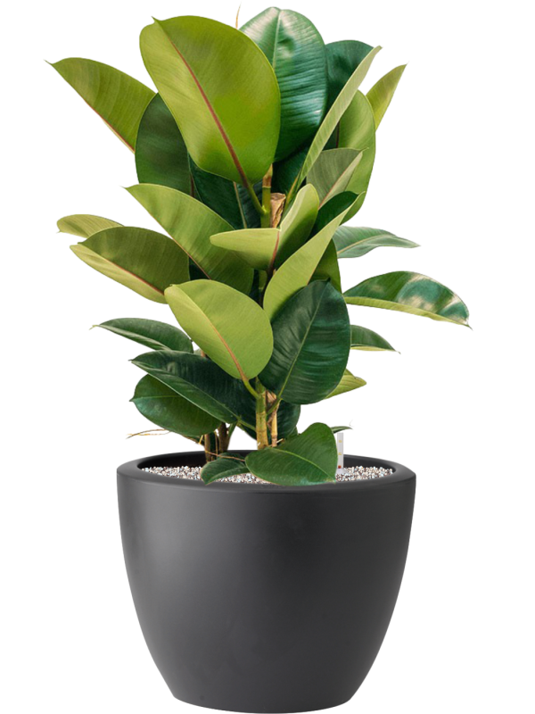 Ficus elastica 'Robusta' in Pure® Soil (Vulkastrat) - Foto 81914