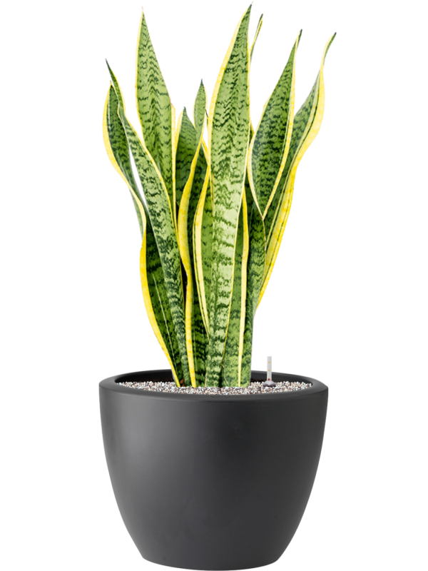 Sansevieria trifasciata 'Laurentii' in Pure® Soil (Vulkastrat) - Foto 81916