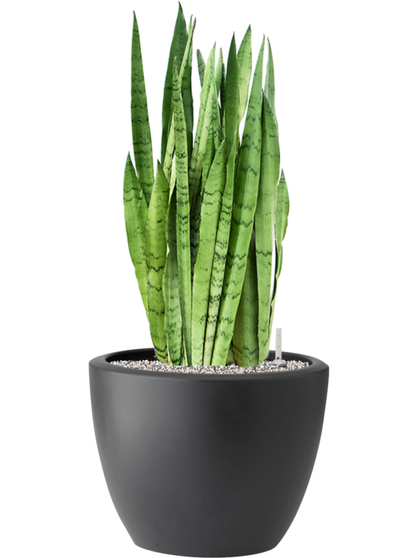 Sansevieria trifasciata 'Silver Mist' in Pure® Soil (Vulkastrat) - Foto 81917