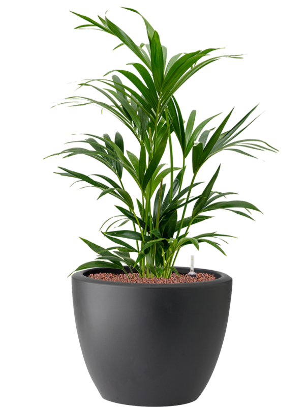 Kentia (Howea) forsteriana in Pure® Hydroculture - Foto 81918