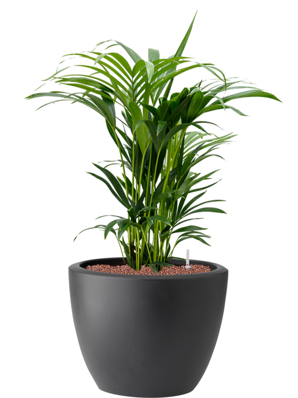 Kentia (Howea) forsteriana in Pure® Hydroculture, 40987 - Foto 81919