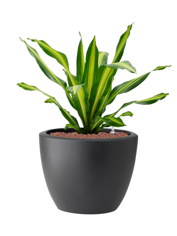 Dracaena fragrans 'Burley' in Pure® Hydroculture - Foto 81920