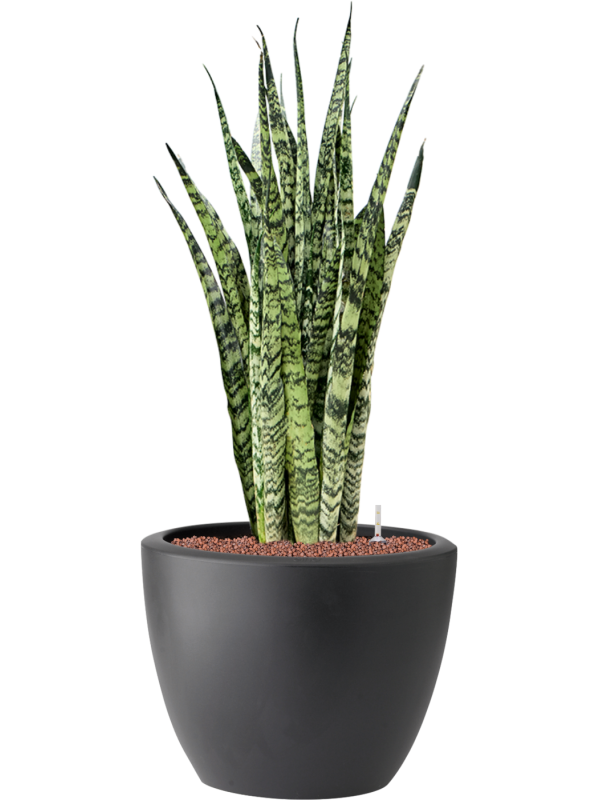 Sansevieria zeylanica in Pure® Hydroculture - Foto 81921