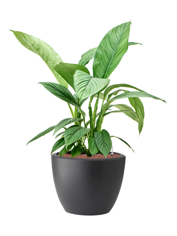 Spathiphyllum 'Sensation' in Pure® Hydroculture - Foto 81922