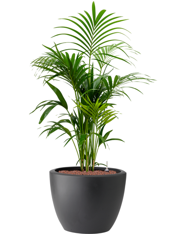 Kentia (Howea) forsteriana in Pure® Hydroculture, 40993 - Foto 81925