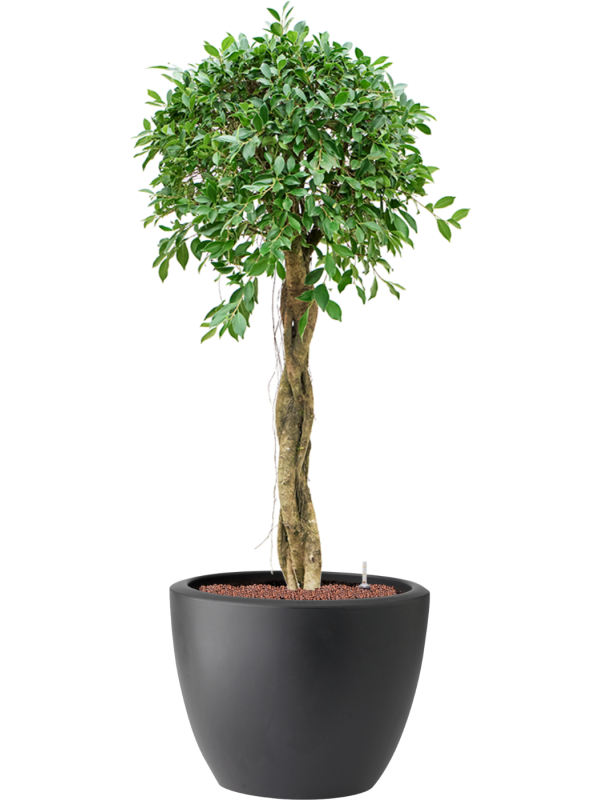 Ficus microcarpa \u2018Nitida\u2019 in Pure® Hydroculture - Foto 81928