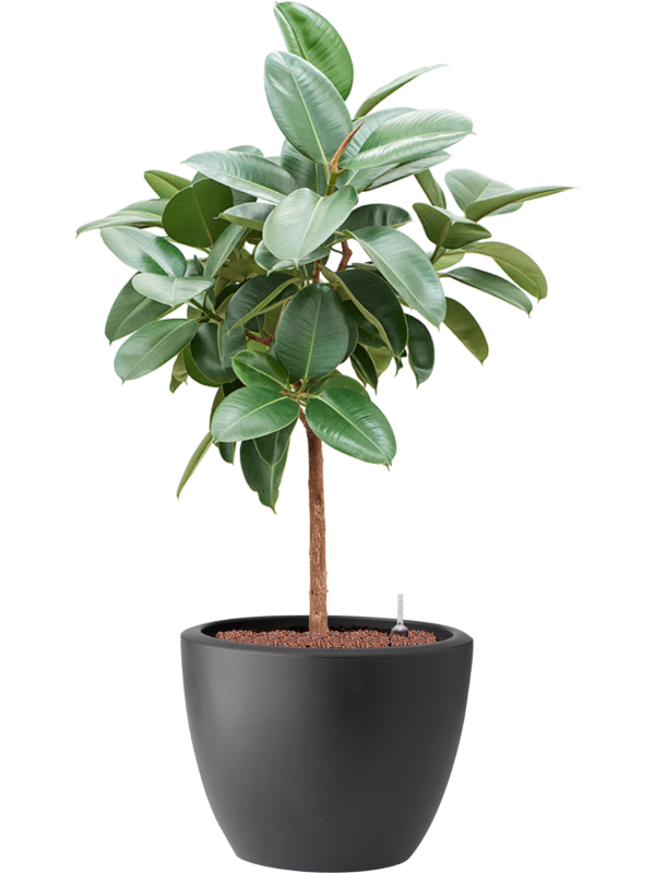 Ficus elastica 'Robusta' in Pure® Hydroculture, 40997 - Foto 81929