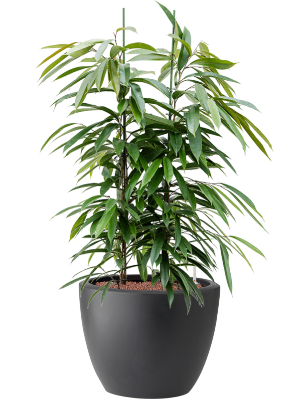 Ficus binnendijkii 'Amstel King' in Pure® Hydroculture - Foto 81930