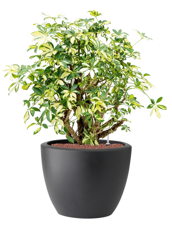 Schefflera trinette in Pure® Hydroculture - Foto 81932