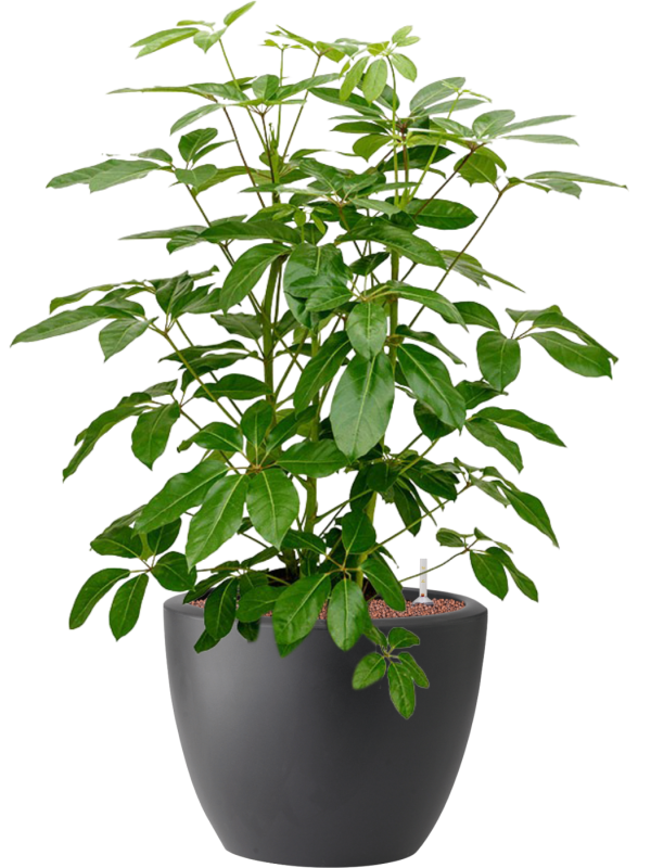 Schefflera actinophylla 'Amate' in Pure® Hydroculture - Foto 81933