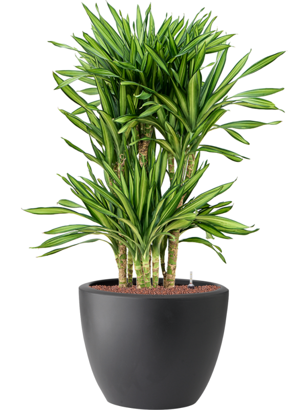 Dracaena fragrans 'Riki' in Pure® Hydroculture - Foto 81934