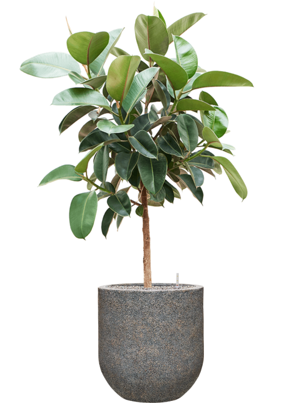 Ficus elastica 'Robusta' in Baq Naturescast Soil (Vulkastrat) - Foto 81936