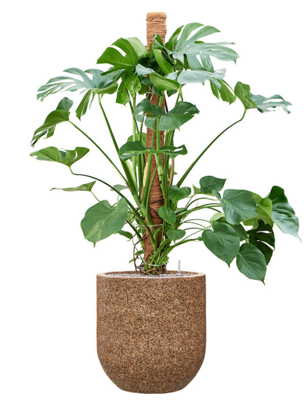 Monstera deliciosa in Baq Naturescast Soil (Vulkastrat) - Foto 81939