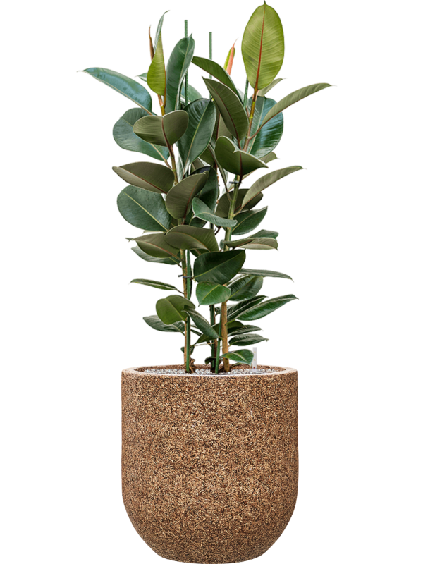 Ficus elastica 'Robusta' in Baq Naturescast Soil (Vulkastrat) - Foto 81947