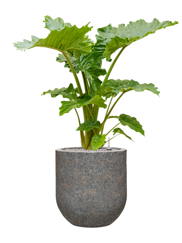 Alocasia 'Portodora' in Baq Naturescast Soil (Vulkastrat), 41017 - Foto 81949