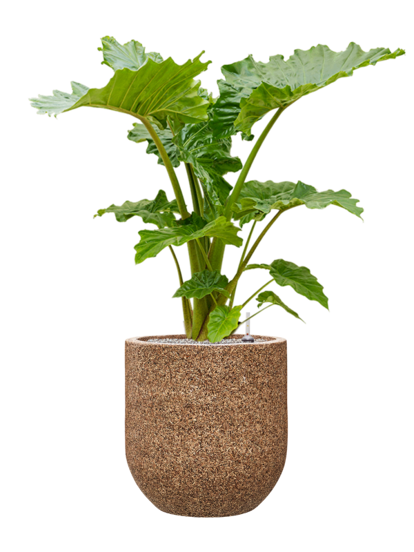 Alocasia 'Portodora' in Baq Naturescast Soil (Vulkastrat) - Foto 81950